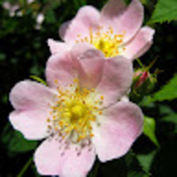 Meet your Posher, Nancy - Picture 1 of 1